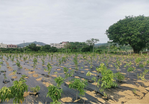 55d2475763f70ea7d1fe3d91e94f1a2e.png 揭陽(yáng)農(nóng)墾拆舊復(fù)墾項(xiàng)目2.png