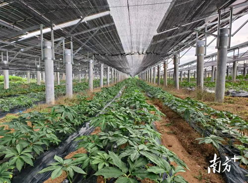 3ff738a39d0a7781d0c2537f40e3db72.png 南方+2.png