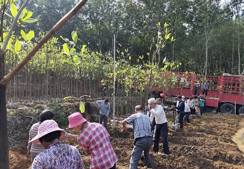 c90a02c7a42a81828dd325a1169e2d46.jpg 苗木11.png.jpg