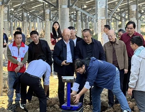 揭陽農(nóng)墾舉辦魔芋產(chǎn)業(yè)推進(jìn)會